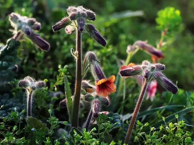 地黄的作用和功效补血滋阴促进免疫作用