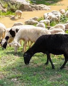 大绵羊和山群在上的绿放牧图片素材