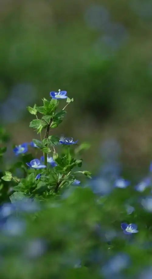 高清壁纸植物花卉治愈养眼小清新唯美