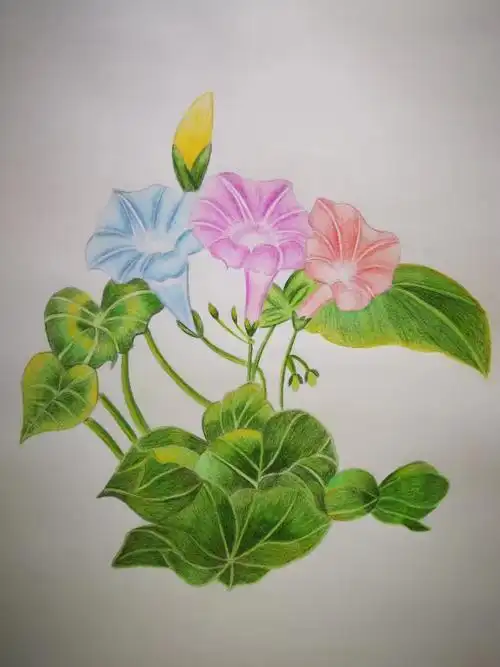 张静扬素描 彩色铅笔画作品集