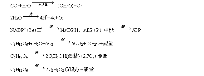 相关反应式的书写:(1)光合作用的反应式(课本上)