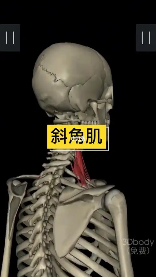 快来检查一下你的斜角肌,落枕不是因为你不小心睡不好,是因为你的肌肉