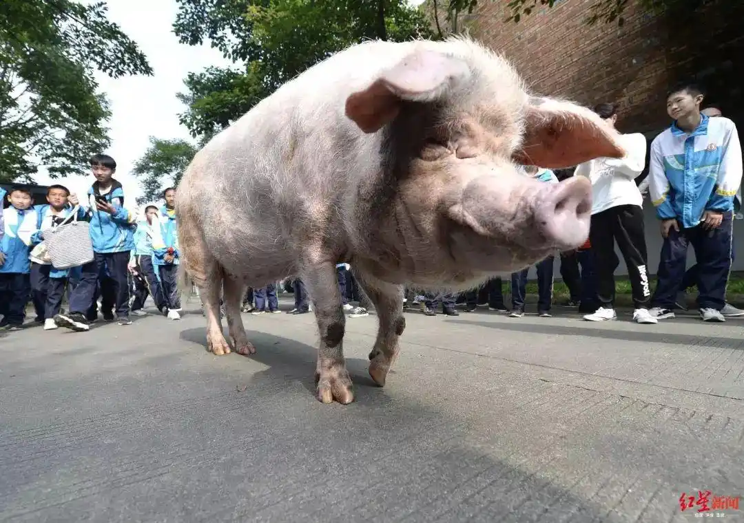 猪坚强站不起来了?需要人扶,不爱洗澡但依然吃嘛嘛香