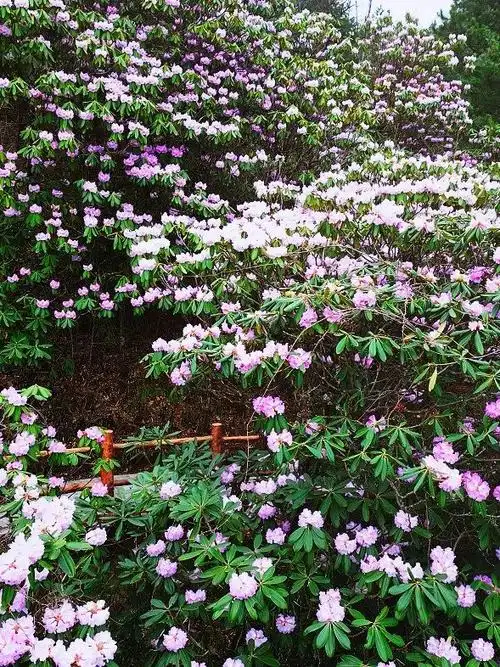 春暖商洛丨人间四月天 木王赏杜鹃