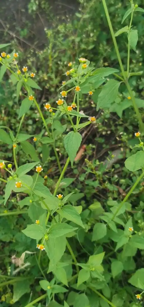 让胡路区金钮扣