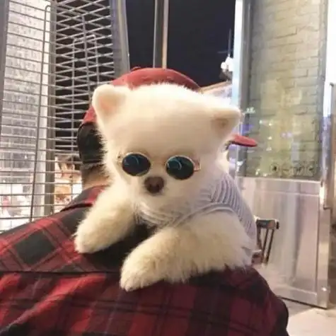 可爱狗狗头像特别的萌又有点搞笑的