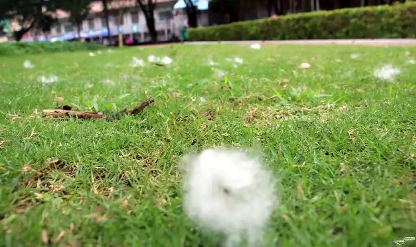 梅城文化公园木棉花絮漫天飞,现场景象十公可观