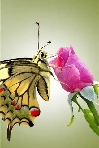蝴蝶和粉红色的玫瑰
