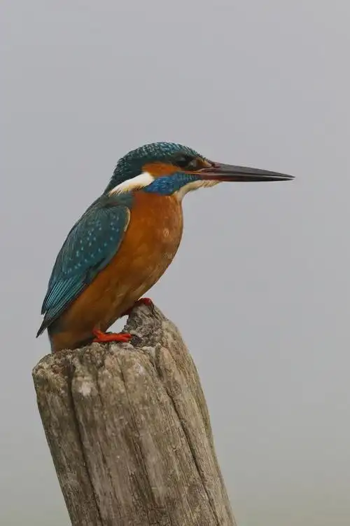 翠鸟是几级保护动物