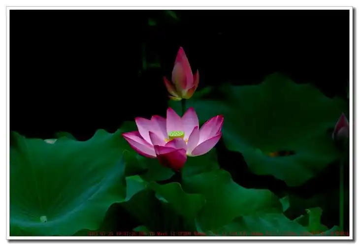 荷花娇艳胜牡丹,品格高雅,出淤泥而不染.