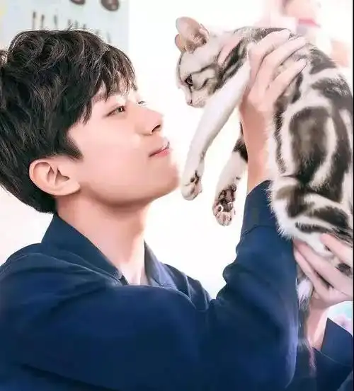 养猫大户易烊千玺,我实名羡慕了!