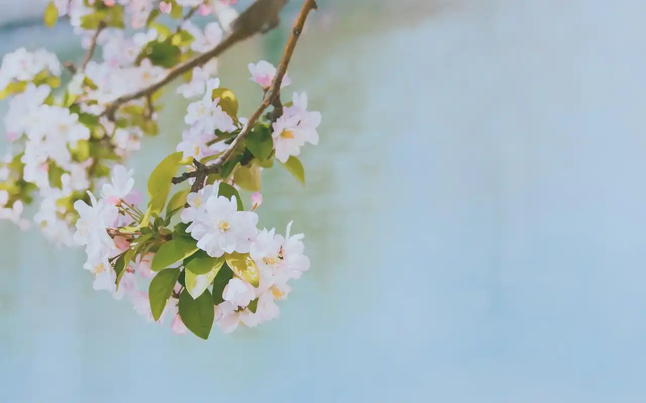 小清新唯美海棠花高清桌面壁纸