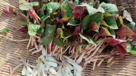 鱼腥草,太好吃了