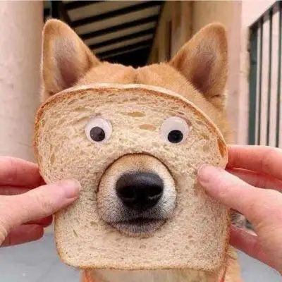 搞笑群头像大全逗比图片有创意逗比群头像