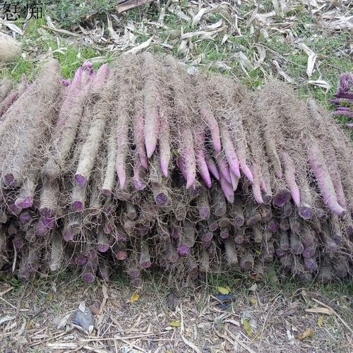 沙外秋香紫玉淮山新鲜紫色山药长山药农家紫山药新鲜蔬菜应季时令新鲜