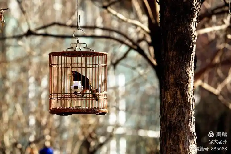 笼中鸟,叫得欢