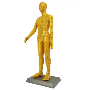 中医经络参考教学针灸穴位人体模型假人模型全身医学美术经络教学中医