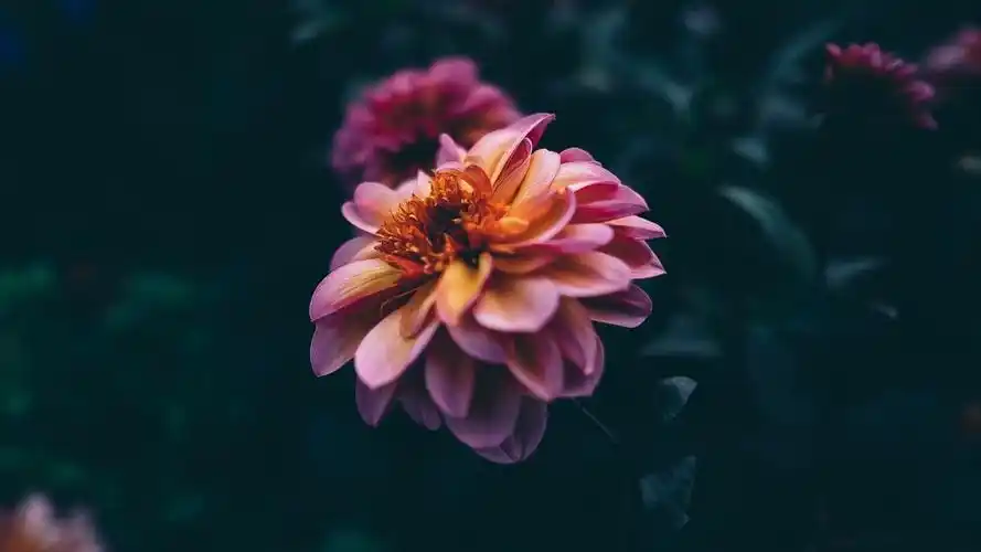 唯美清新花朵高清动态壁纸