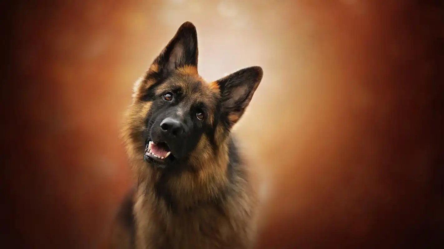 德国牧羊犬图片高清电脑桌面壁纸-动物壁纸-壁纸下载-美桌网