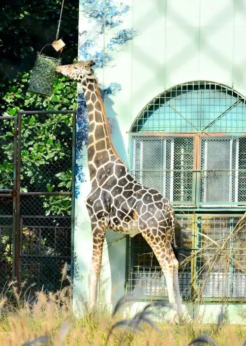 南京红山动物园的长颈鹿