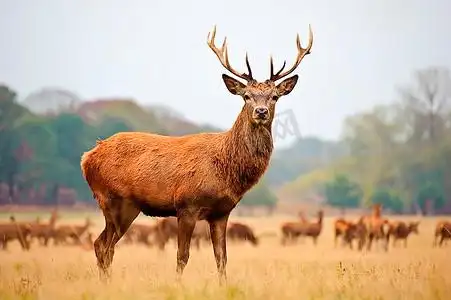 马鹿和麋鹿个人vip和企业vip免费下载梅花鹿在河中漫步个人vip和企业