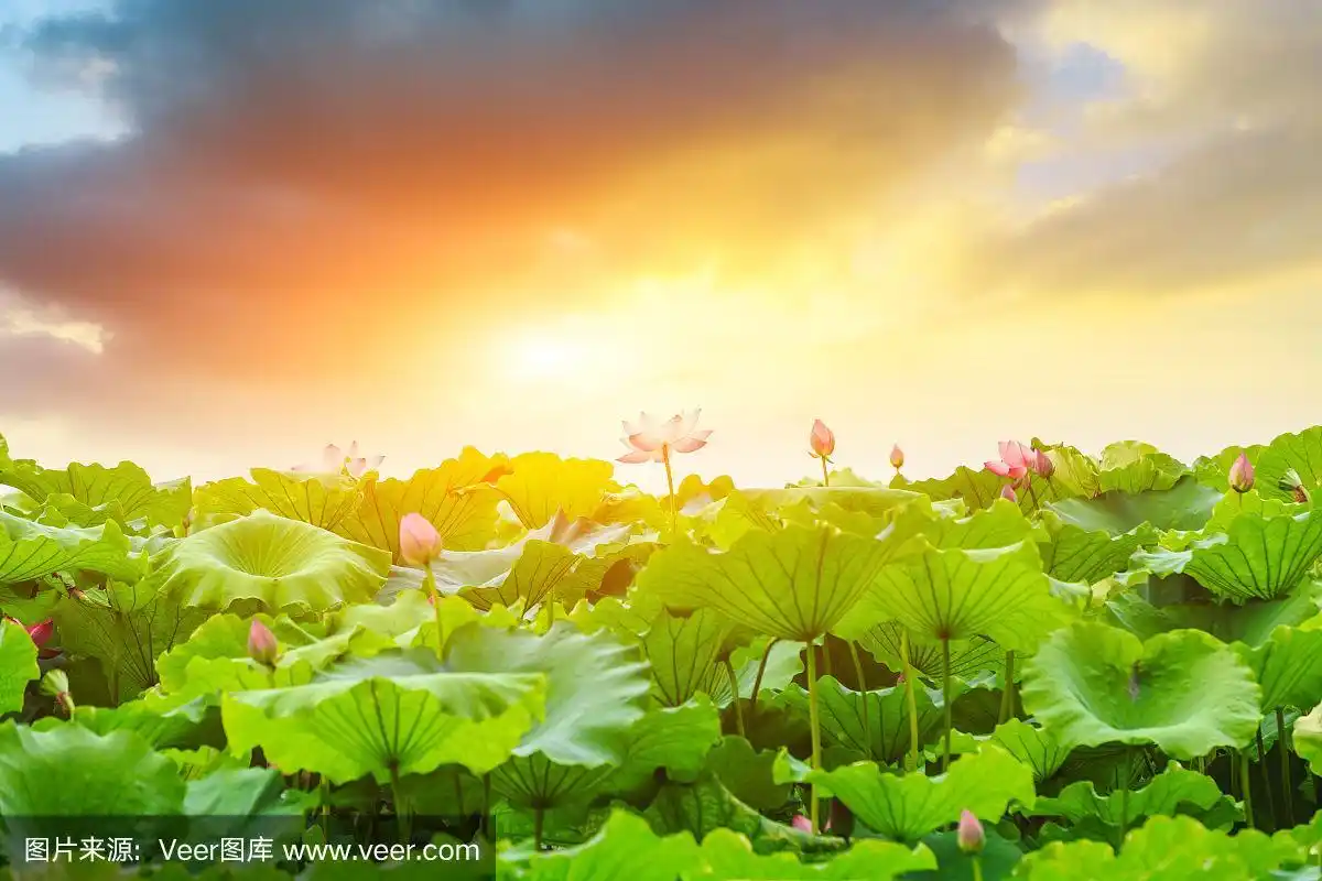 荷花在池塘自然景观日落