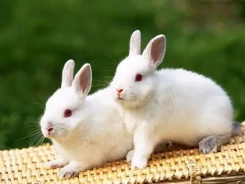 小白,我想念你!