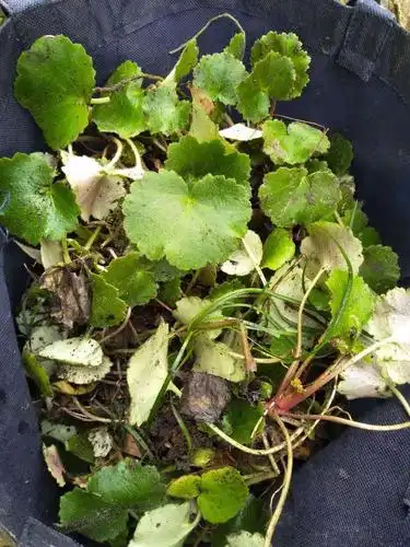 白老师分享在温州俗称白毛桃,山区人家常在屋边种一两棵,不为吃果,取