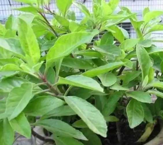 明日草的功效与作用 长什么样