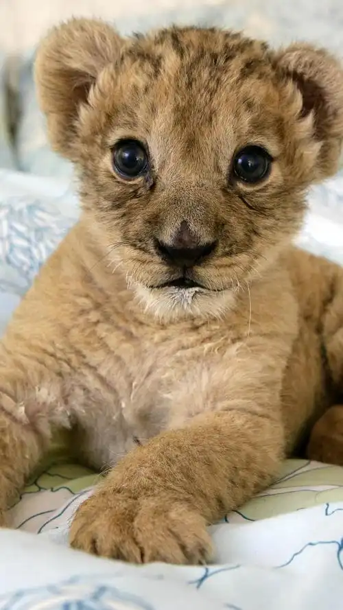 手机壁纸可爱小萌动物,手机小清新小动物壁纸