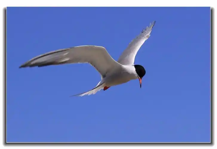 变换角度拍燕鸥随意飞