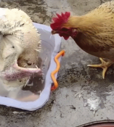 把鸡放盆里打算拔毛,进屋拿了个工具,隔了会再去看时语塞了