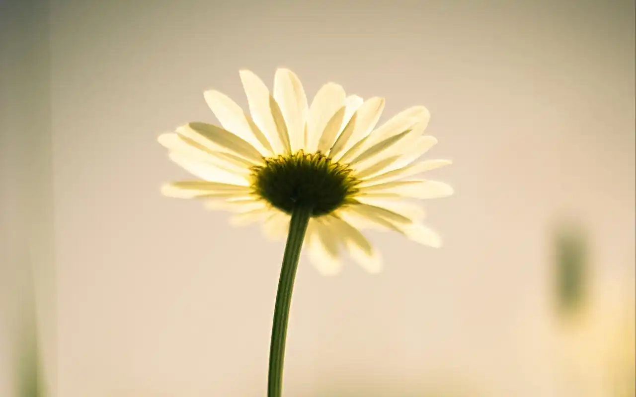 小清新花卉超清图片桌面壁纸