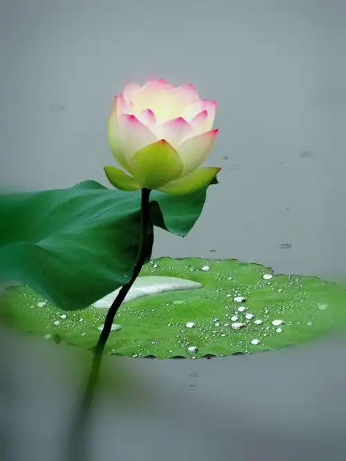 雨后禅荷花岛荷花靓丽