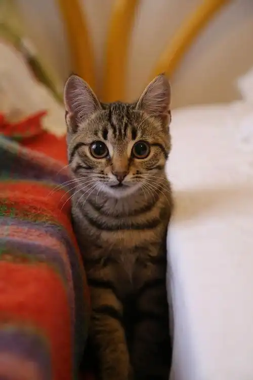 猫,动物,可爱 - 免费可商用图片 - cc0.cn