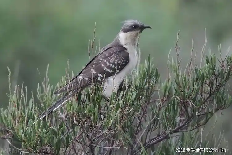 蚂蚁庄园今日答案_鸟类_颜色_花卉