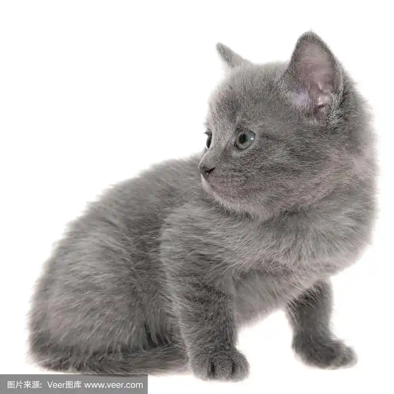 分离着色,灰色,小的,短毛猫,小猫