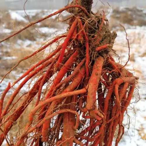 现挖新鲜野生丹参整棵中药材紫丹参 血参根 丹参1斤装 5斤鲜丹参