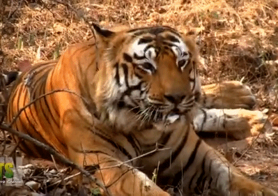 老虎摇呀摇甩头抖动大猫gif动图_动态图_表情包下载_soogif