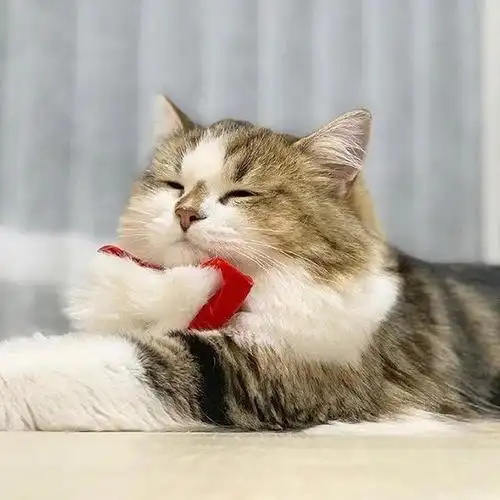 可爱的猫猫头像,快来收藏一波吧