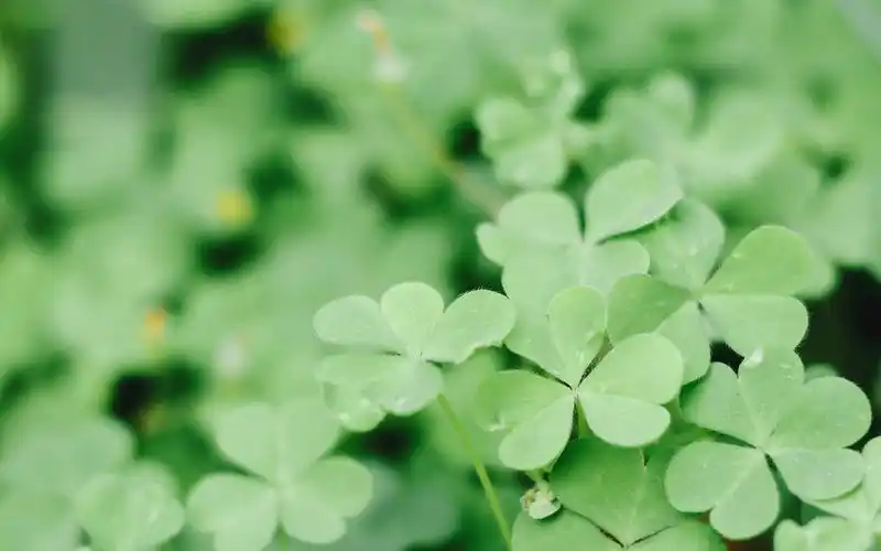 绿色清新护眼植物图片电脑壁纸