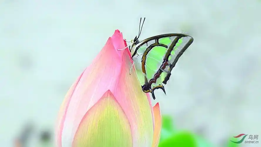 [动物] 荷花---彩蝶