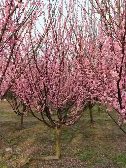 美人梅价格(美人梅报价)(美人梅多少钱)(树苗)