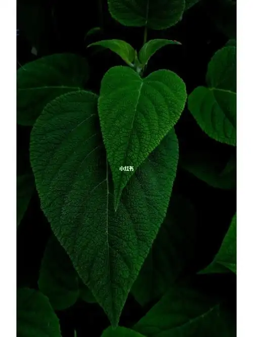 1080_1439竖版 竖屏