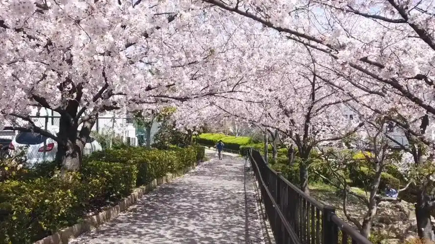 带你们感受日本樱花季少女心爆棚呀