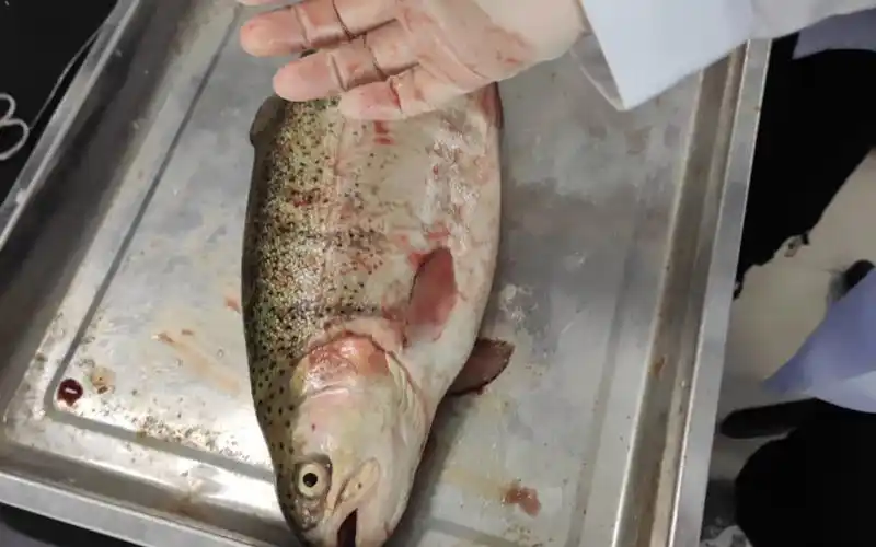 您看我能去大润发杀鱼吗?