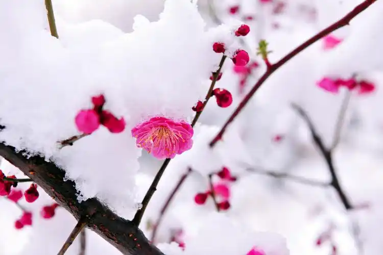 红梅傲雪