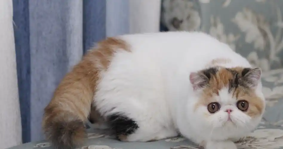 被称为猫中王子,王妃的波斯猫_价格_加菲猫_纯种