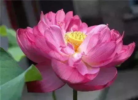 佛地金莲花 - 美篇