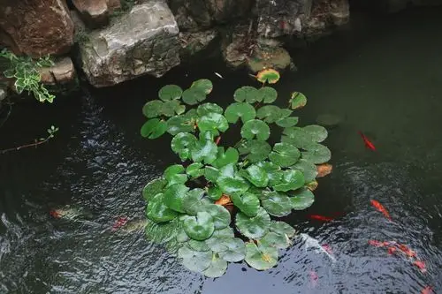 9种庭院水景观,院子里必不可少的灵动!-搜狐大视野-搜狐新闻